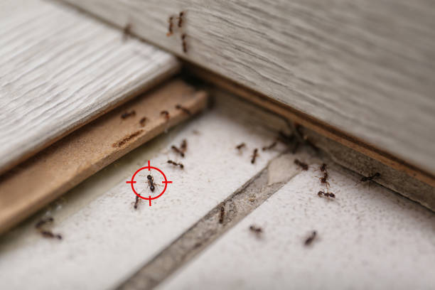 Best Pest Control Near Me  in Burbank, CA