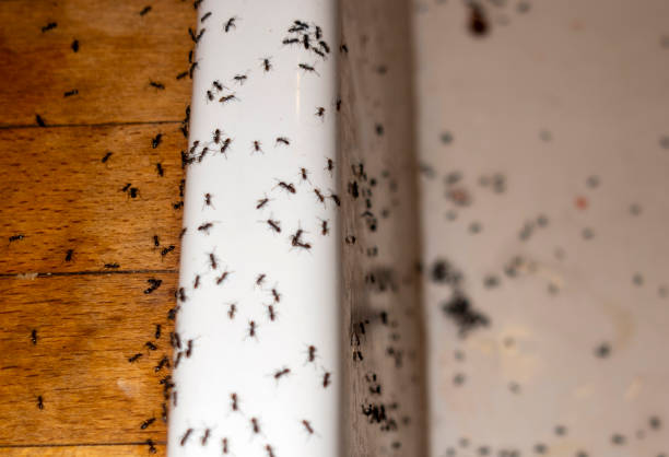 Best Commercial Pest Control Services  in Burbank, CA
